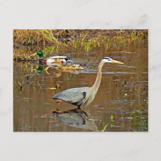 Heron en Mallards Briefkaart (Voorkant)