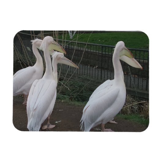 Heron Family 3"x4" Magnet Magneet (Horizontaal)