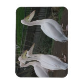Heron Family 3"x4" Magnet Magneet (Verticaal)