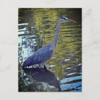 Heron Feeding in Pond at RHS Wisley, Verenigd Koni