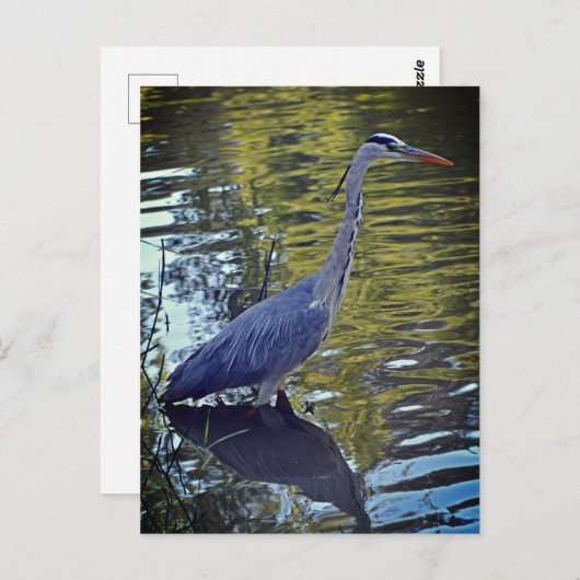 Heron Feeding in Pond at RHS Wisley, Verenigd Koni Briefkaart (Voorkant / Achterkant)