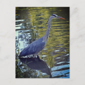 Heron Feeding in Pond at RHS Wisley, Verenigd Koni Briefkaart (Voorkant)
