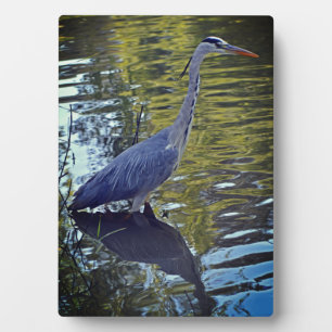 Heron Feeding in Pond at RHS Wisley, Verenigd Koni Fotoplaat