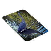 Heron Feeding in Pond at RHS Wisley, Verenigd Koni Magneet (Rechterzijde)