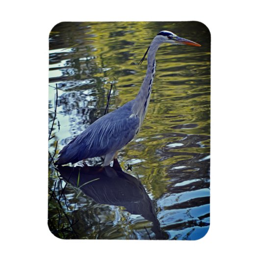 Heron Feeding in Pond at RHS Wisley, Verenigd Koni Magneet (Verticaal)