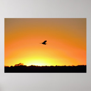 Heron Flying bij Sunset Photo Poster