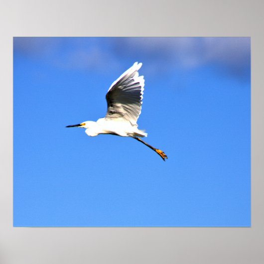 Heron Flying Photo Poster (Voorkant)