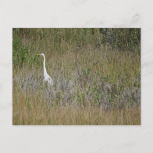 Heron in het gras Briefkaart