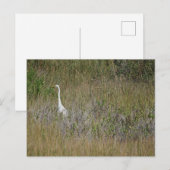 Heron in het gras Briefkaart (Voorkant / Achterkant)