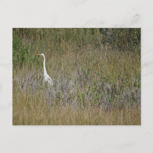 Heron in het gras Briefkaart (Voorkant)