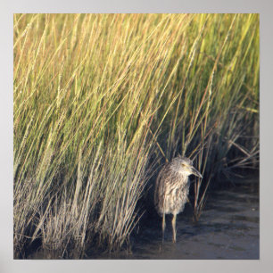 Heron in het gras Poster
