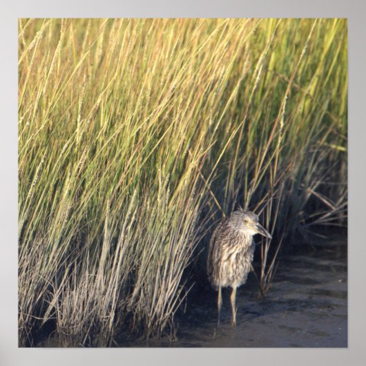 Heron in het gras Poster (Voorkant)