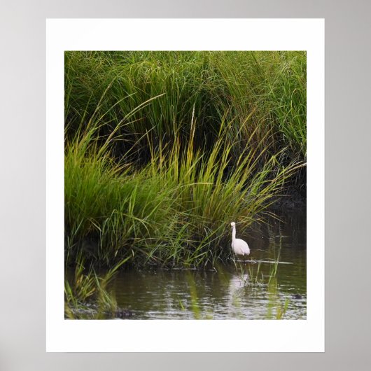 Heron in het Marsh Poster (Voorkant)