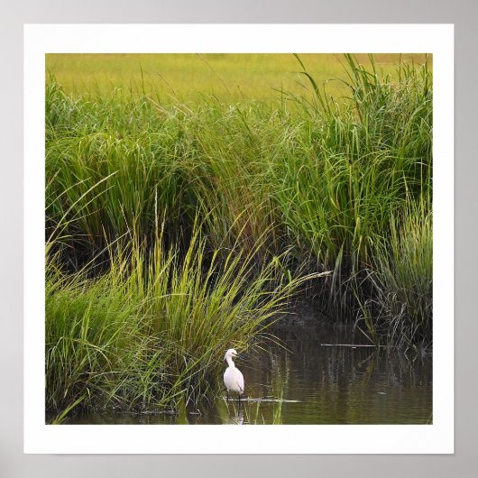 Heron in het Marsh Poster (Voorkant)