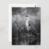 Heron in het moeras zwart-wit briefkaart (Voorkant / Achterkant)