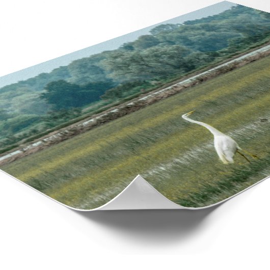 Heron in het Poster gras (Hoek)