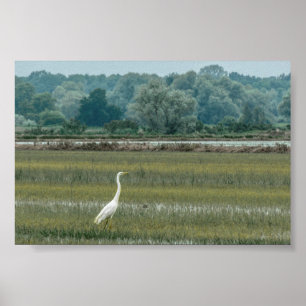 Heron in het Poster gras