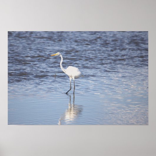Heron in het water Poster (Voorkant)