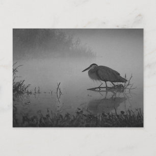 Heron Morning Briefkaart