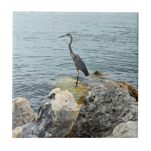 Heron On Rocks At Beach Tegeltje (Voorkant)