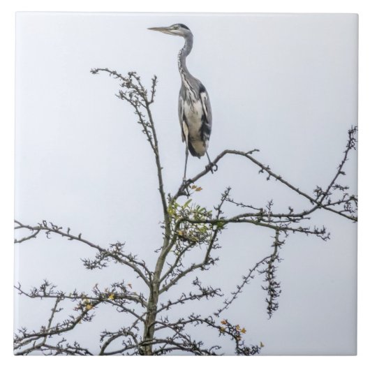 Heron op een boom uitzicht keramische tegel tegeltje (Voorkant)