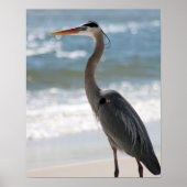 Heron op het profiel van het strand Kleur 16x20 Poster (Voorkant)
