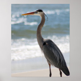 Heron op het profiel van het strand Kleur 16x20 Poster