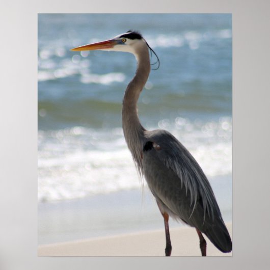 Heron op het profiel van het strand Kleur 16x20 Poster (Voorkant)