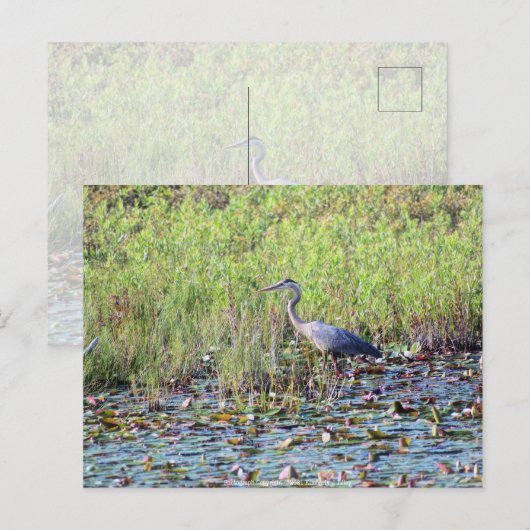 Heron P640 Briefkaart (Voorkant / Achterkant)
