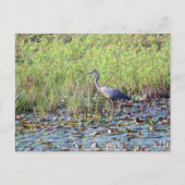 Heron P640 Briefkaart (Voorkant)