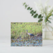 Heron P640 Briefkaart (Staand voorkant)