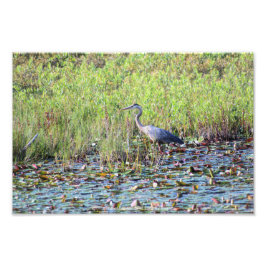 Heron P6450 Foto Afdruk