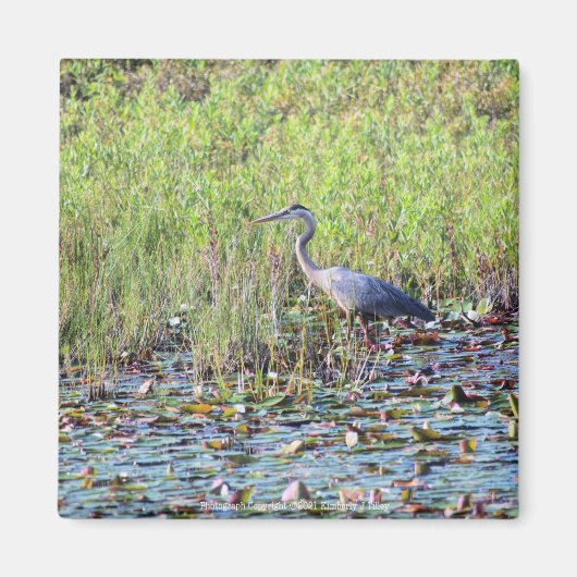 Heron P6450 Magneet (Voorkant)