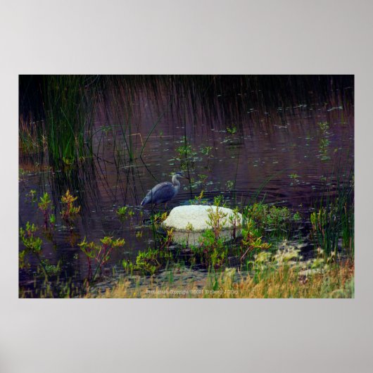 Heron P6987 Poster (Voorkant)