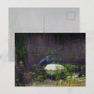 Heron P9687 Briefkaart