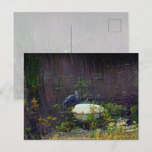 Heron P9687 Briefkaart (Voorkant / Achterkant)