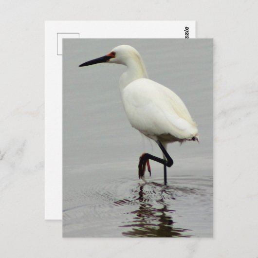 Heron Photo Briefkaart (Voorkant / Achterkant)