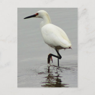 Heron Photo Briefkaart