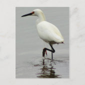 Heron Photo Briefkaart (Voorkant)