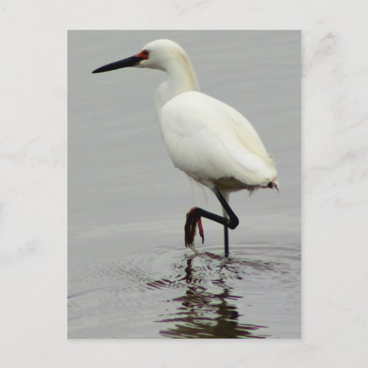 Heron Photo Briefkaart (Voorkant)