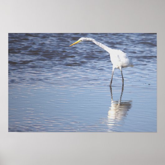 Heron Photo Poster (Voorkant)