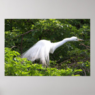 Heron Photo Poster