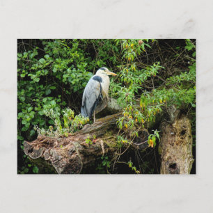 Heron. Roath Park Lake, Cardiff, Wales Briefkaart