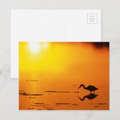 Heron silhouette bij zonsondergang, Florida Briefkaart (Voorkant / Achterkant)