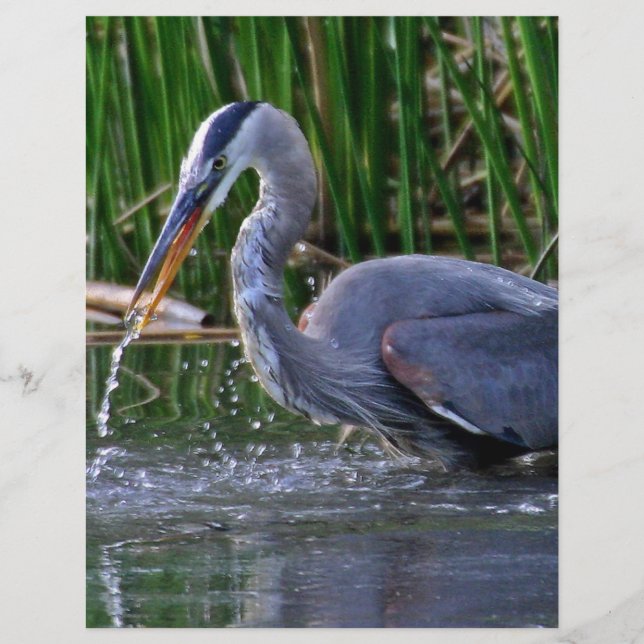 Heron Splash (Voorkant)