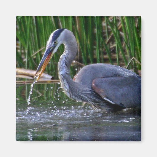 Heron Splash Magneet (Voorkant)