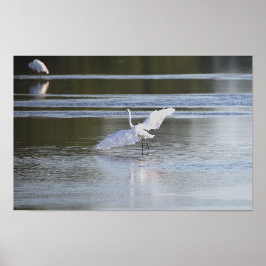 Heron Spreading Wings Foto Poster (Voorkant)