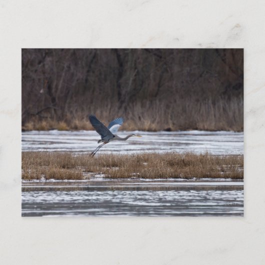 Heron-start Briefkaart (Voorkant)
