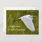 Heron van Charleston Briefkaart (Voorkant / Achterkant)