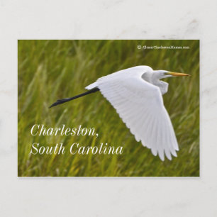 Heron van Charleston Briefkaart